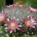 DSC05838Mammillaria bocasana v. roseiflora