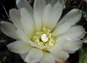 DSC05842Gymnocalycium gibbosum