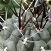 DSC05841Gymnocalycium gibbosum