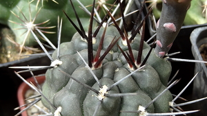 DSC05841Gymnocalycium gibbosum