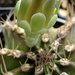 DSC05843Gymnocalycium mihanovichii