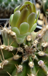 DSC05843Gymnocalycium mihanovichii