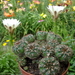 DSC05844Gymnocalycium mesopotamicum LB 612