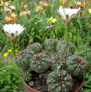 DSC05844Gymnocalycium mesopotamicum LB 612