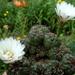 DSC05845Gymnocalycium mesopotamicum LB 612