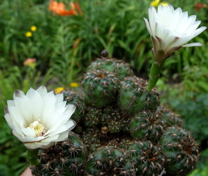 DSC05845Gymnocalycium mesopotamicum LB 612