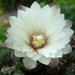 DSC05846Gymnocalycium mesopotamicum LB 612