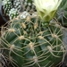 DSC05848Gymnocalycium multiflorum