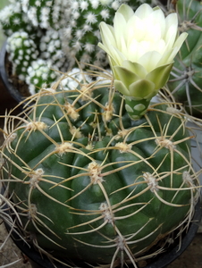 DSC05848Gymnocalycium multiflorum