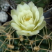 DSC05849Gymnocalycium multiflorum