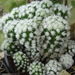 DSC05850Mammillaria gracilis cv Arizona Snow Cap