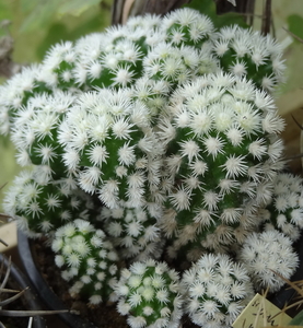 DSC05850Mammillaria gracilis cv Arizona Snow Cap