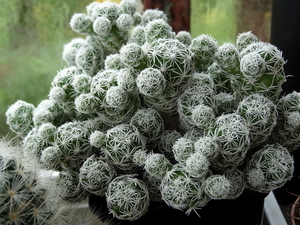 DSC05851Mammillaria gracilis