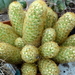 DSC05853Mammillaria elongata