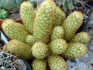 DSC05853Mammillaria elongata