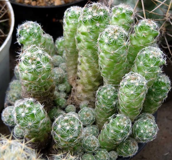 DSC05854Mammillaria gracilis