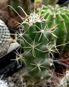 DSC05855Mammillaria poselgeri