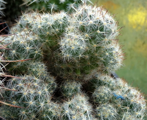 DSC05858Mammillaria prolifera