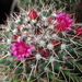 DSC05859Mammillaria polythele