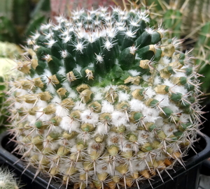 DSC05860Mammillaria chionocephala