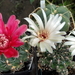 DSC05864Gymnocalycium baldianum & calochlorum v. proliferum