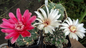 DSC05864Gymnocalycium baldianum & calochlorum v. proliferum