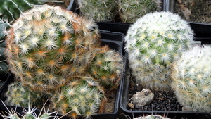 DSC05861Mammillaria carmenae