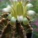 DSC05868Gymnocalycium mihanovichii