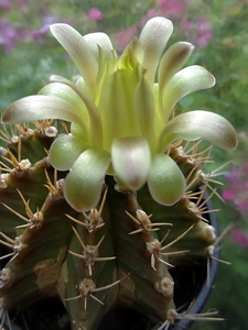 DSC05868Gymnocalycium mihanovichii