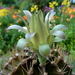 DSC05869Gymnocalycium mihanovichii