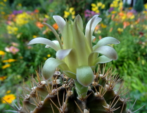 DSC05869Gymnocalycium mihanovichii