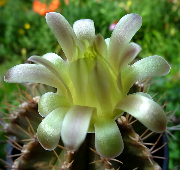 DSC05870Gymnocalycium mihanovichii