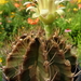 DSC05871Gymnocalycium mihanovichii