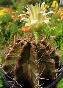 DSC05871Gymnocalycium mihanovichii