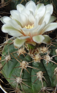 DSC05878Gymnocalycium nigriareolatum