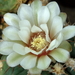 DSC05879Gymnocalycium nigriareolatum