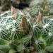 DSC05881Mammillaria sphaerica