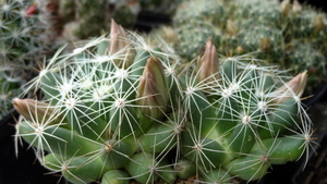 DSC05881Mammillaria sphaerica