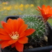 DSC05888Rebutia RH 2398B