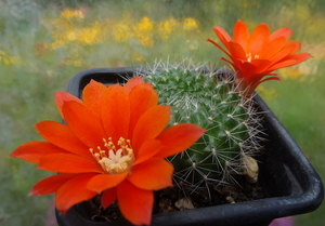 DSC05888Rebutia RH 2398B