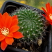 DSC05889Rebutia RH 2398B