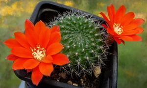 DSC05889Rebutia RH 2398B