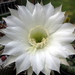 DSC05892Echinopsis