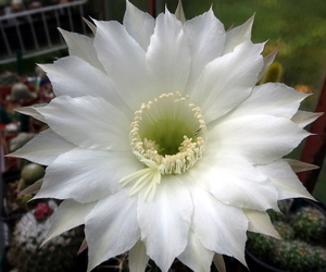 DSC05892Echinopsis