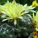 DSC05902Mammillaria sphaerica