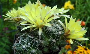 DSC05902Mammillaria sphaerica