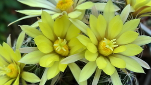 DSC05904Mammillaria sphaerica