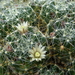 DSC05905Mammillaria crinita ssp. wildii