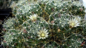 DSC05905Mammillaria crinita ssp. wildii