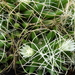 DSC05906Mammillaria decipiens ssp. camptotricha